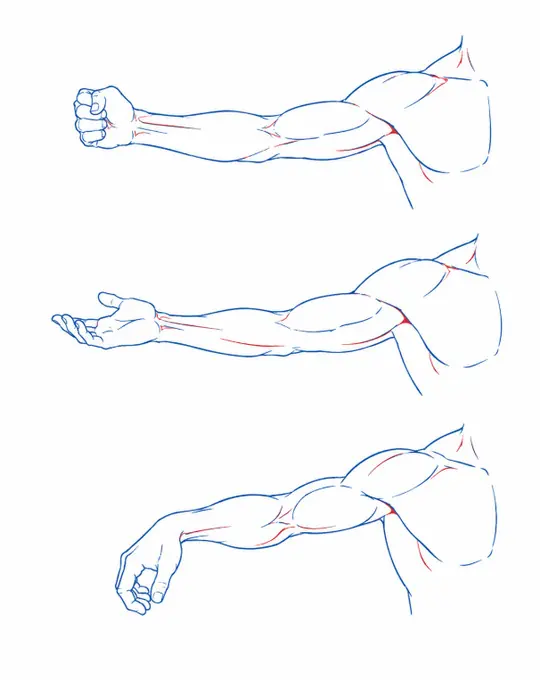 Arm and wrist rotations — drawing reference by SodaGuy